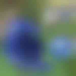 Прилагодлива рефлектирачка ограда и поводец | LEASHNGO