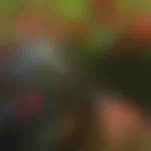 Ножици за дрвја | TREESNIP