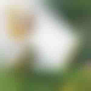 Мултиглавен асперзатор | SPRAYMASTER