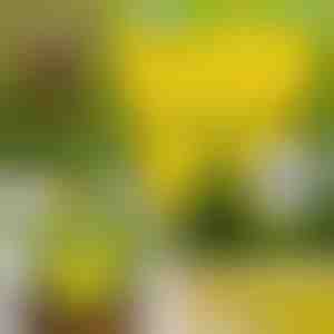 Лепливи капани за муви (10 парчиња) | BUGILURE