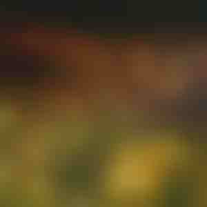 Градинарски соларни светла (топла светлина) | SOMPEX